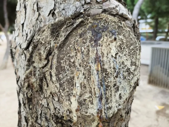 AGM G3 PRO camara macro