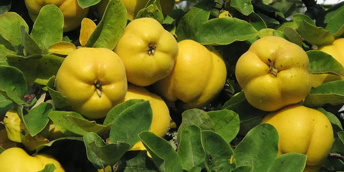 Android Quince