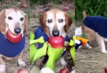 Apple Dog Perro Manzana origen y explicación del meme viral en TikTok