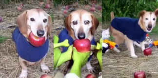 Apple Dog Perro Manzana origen y explicación del meme viral en TikTok