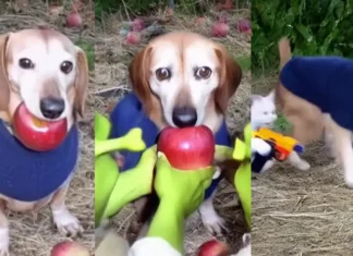 Apple Dog Perro Manzana origen y explicación del meme viral en TikTok