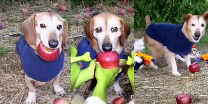 Apple Dog Perro Manzana origen y explicación del meme viral en TikTok