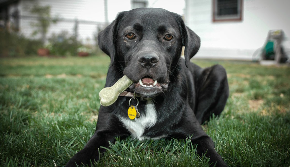 Apps evitar perros ladren