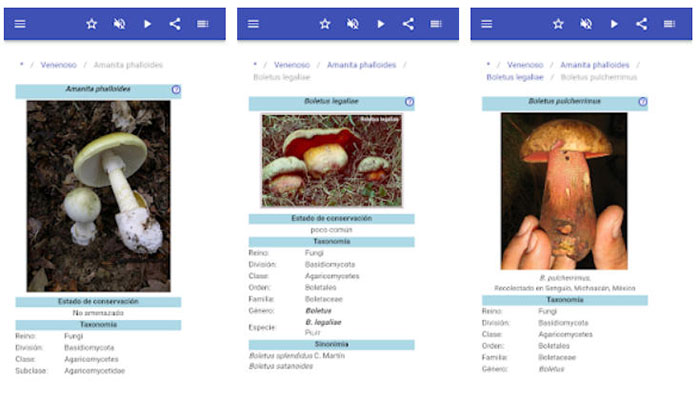 Champinones app
