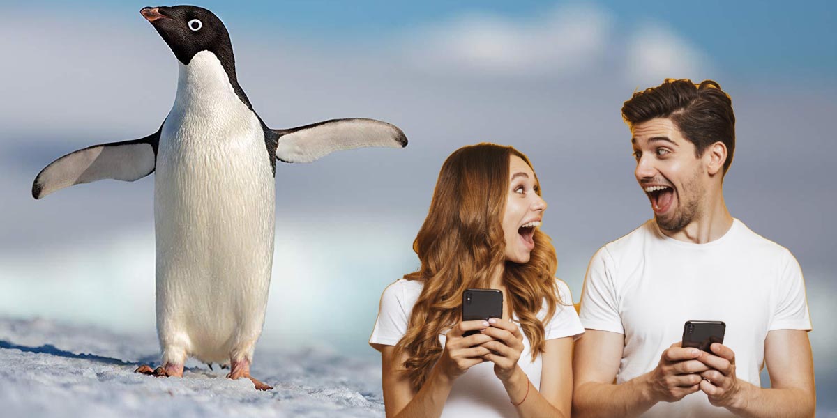 Como apadrinar a un pinguino gratis desde el movil Como apadrinar a un pinguino gratis desde el movil