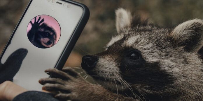 Cómo poner el mapache Pedro de fondo de pantalla en Android