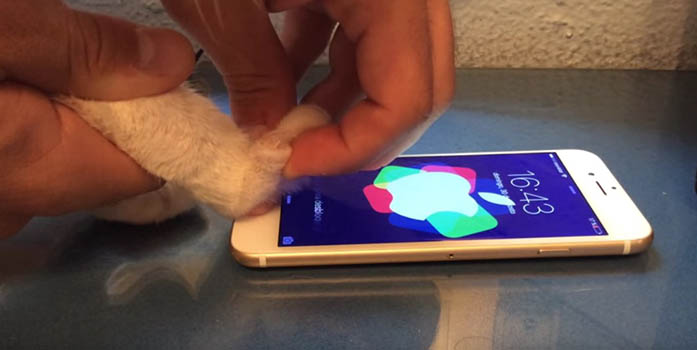 Desbloquear iPhone con huella de gato