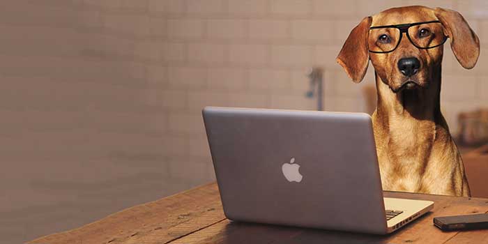 Facebook de los perros