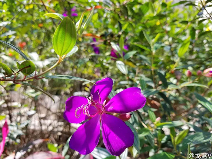 Foto sacada Galaxy S8