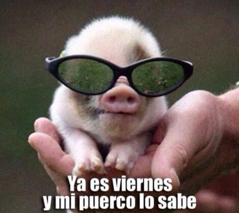 Puerco feliz porque es viernes