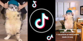 Meme del gato bailando viral en TikTok cuál es su origen