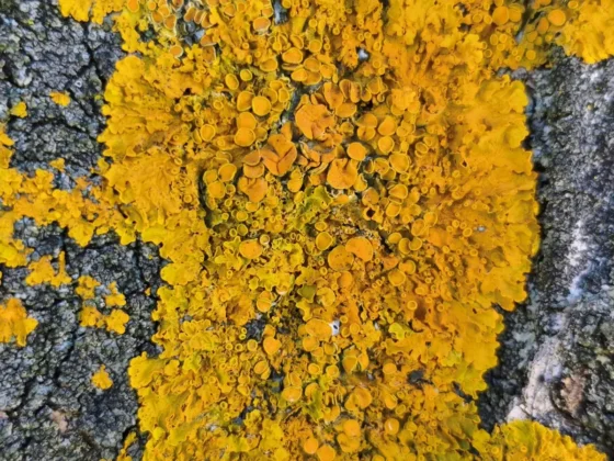 POCO X8 Pro el zoom digital 2x es bueno fotografias de primer plano