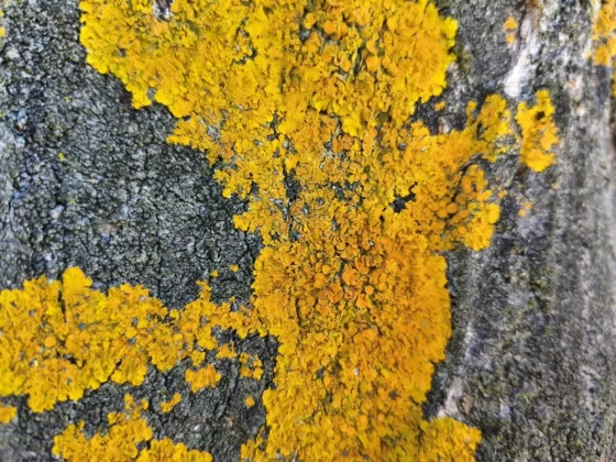 POCO X8 Pro la reproduccion de colores es una de las cosas mas me gusto de la camara principal