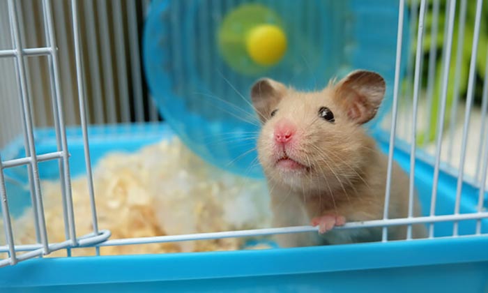 Que pasa si le tomas fotos con flash a tu Hamster