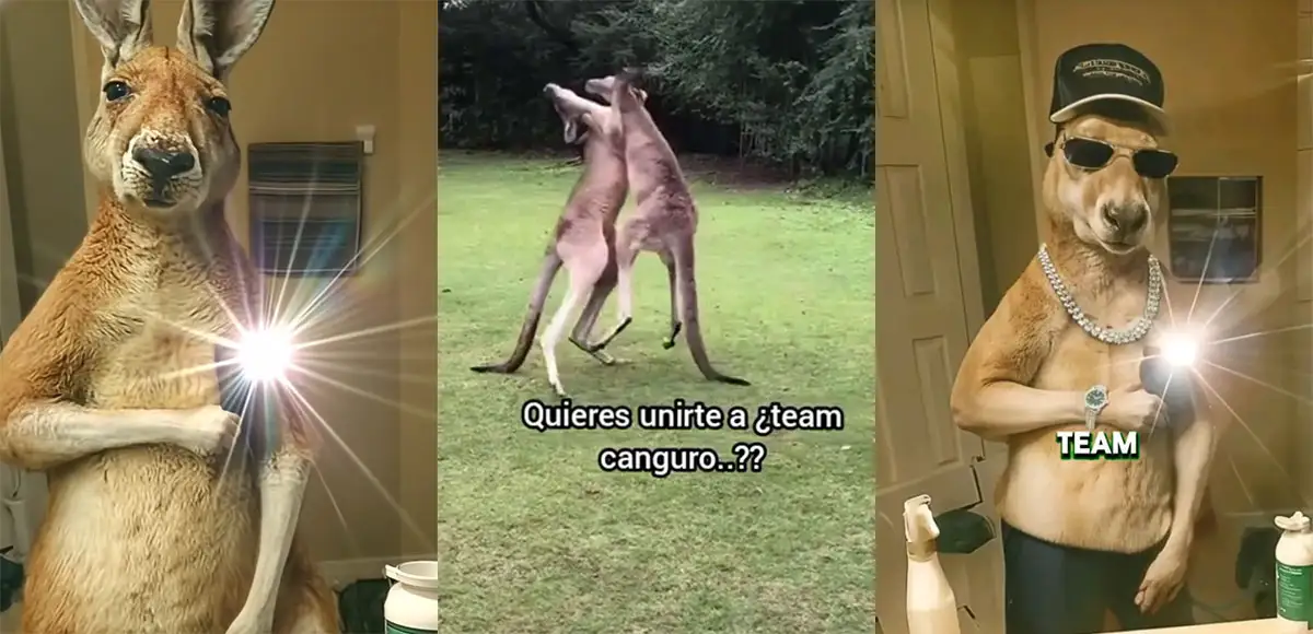 Qué significa Team Canguro en TikTok