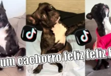 Un cachorro feliz feliz feliz origen y contexto del meme viral