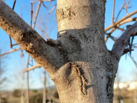 Un ejemplo que muestra las grandes virtudes de su camara alto nivel de detalles colores muy naturales y un gran efecto bokeh POCO X8 Pro