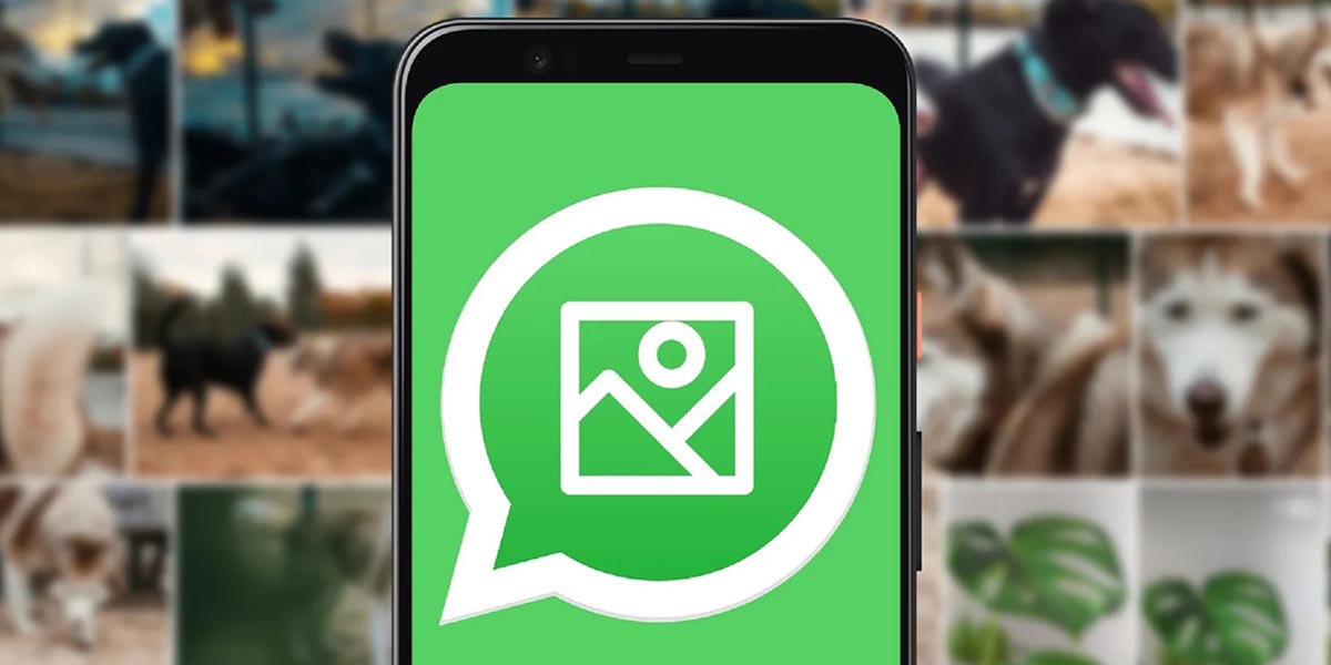 WhatsApp no guarda fotos y videos en la galeria del movil solucion