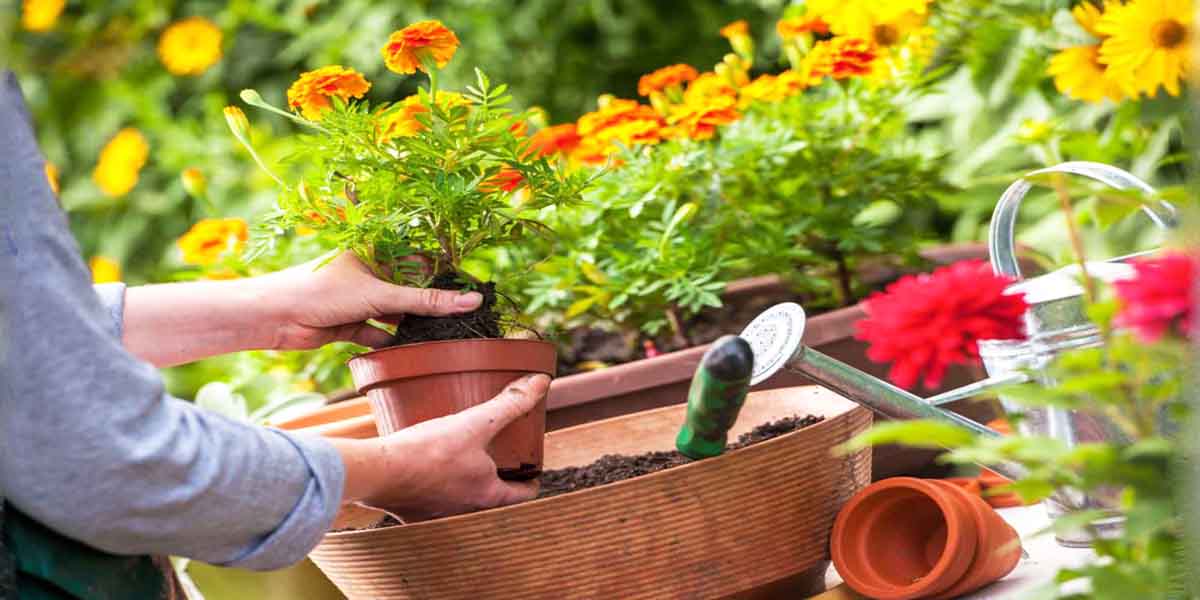 aplic cuidar plantas