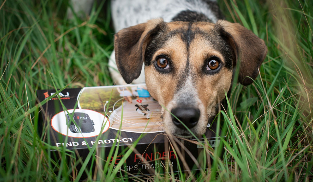 Localizador GPS Para Perros Sin Cuota - Compatible Solo Con Android, Collar Ajustable M (38-45 Cm), Impermeable IP66