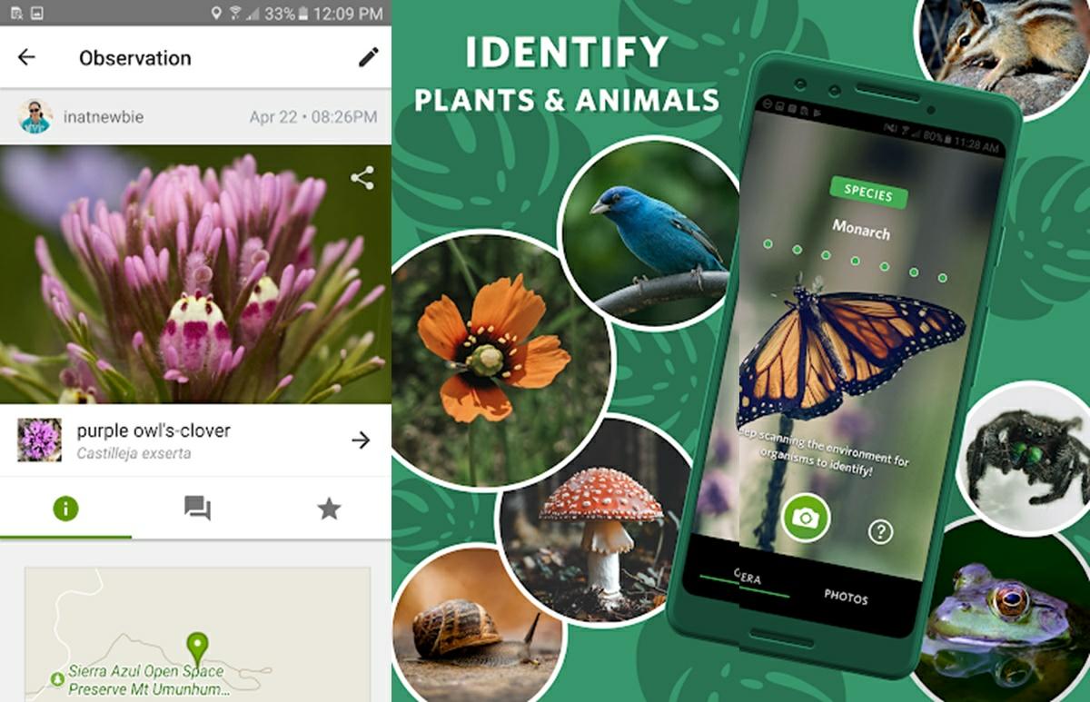 inaturalist app para identificar insectos