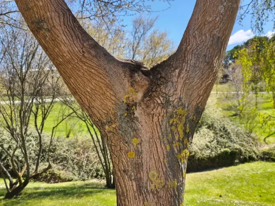 la camara principal tiene un alto nivel de detalle con una transicion suave al desenfoque del fondo POCO X8 Pro Max