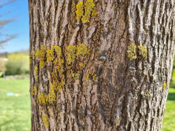 la representacion de colores de la camara es muy natural al igual quel efecto bokeh POCO X8 Pro Max