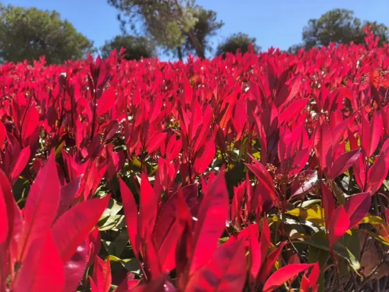 la saturacion de colores es muy equilibrada y realista POCO X8 Pro Max