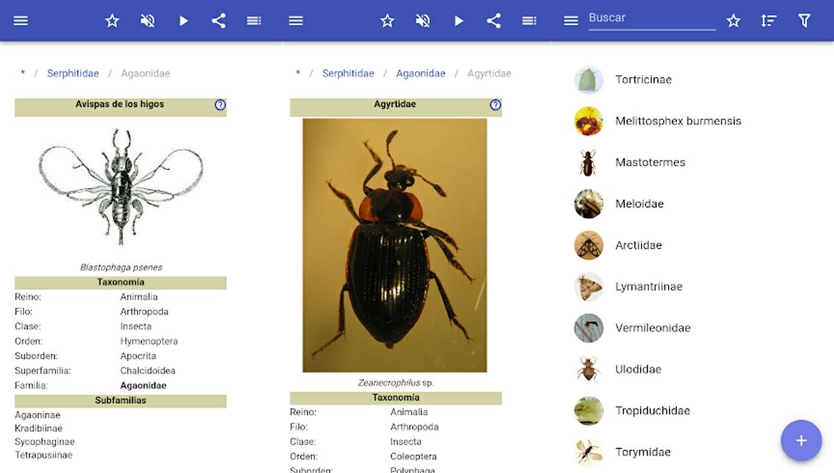 los generos de los insectos