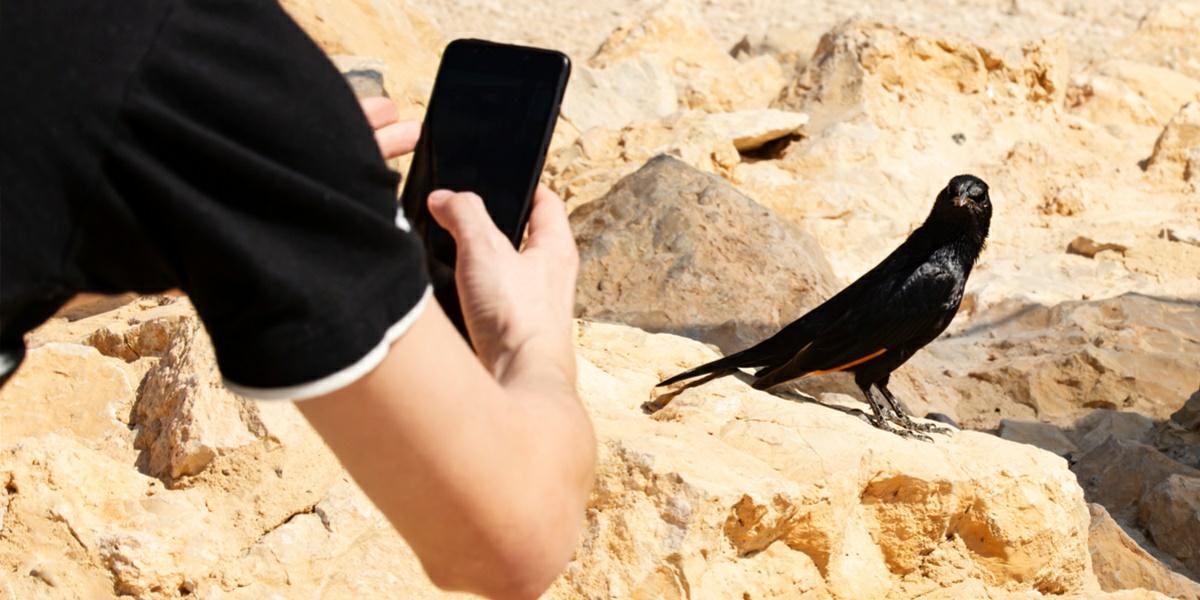 mejores apps identificar pajaros aves mejores apps identificar pajaros aves