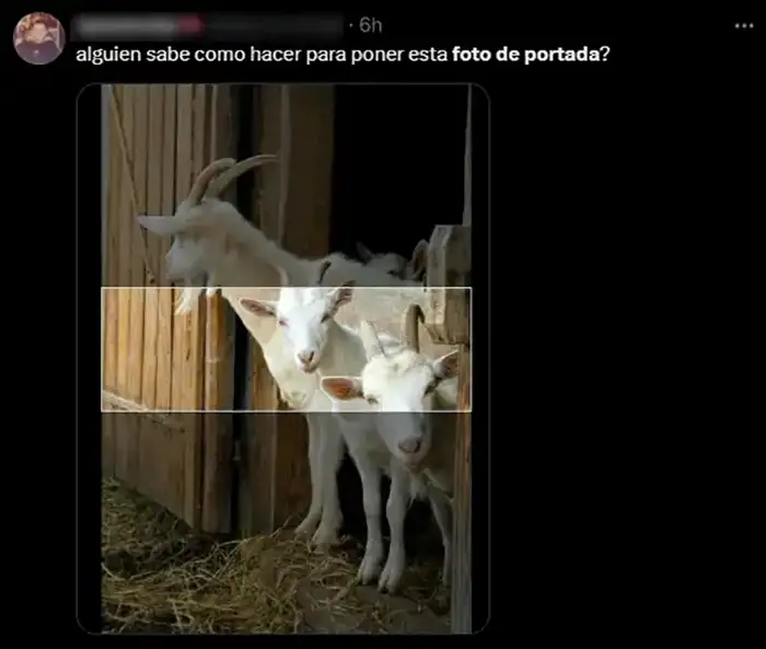 meme de Twitter foto de portada explicado