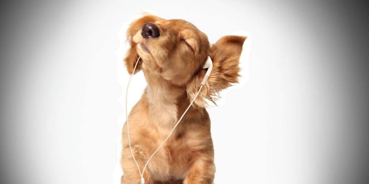 spotify pets